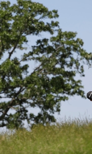 What's in a name? Schauffele finds talent is transferable
